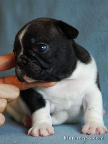 Chiots bouledogue français à donner 
