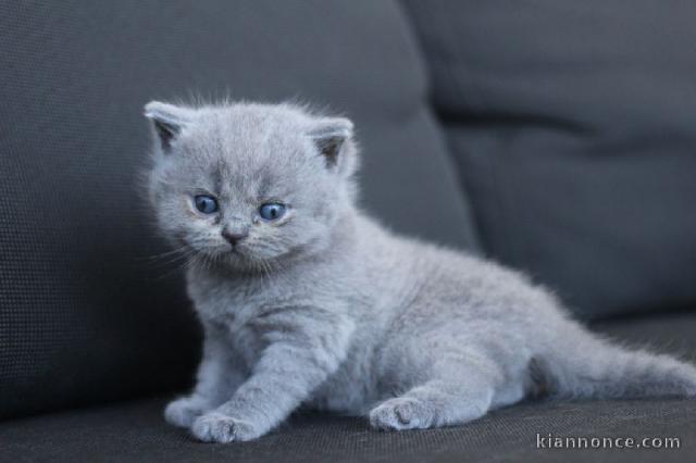 Chatons British Shorthair et Longhair LOOF disponibles