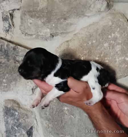 Je donne chiot disponible mâle 