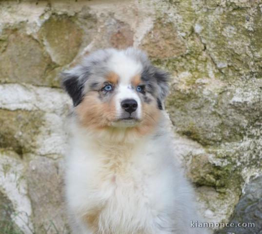 adorable chiot berger australien mâle 