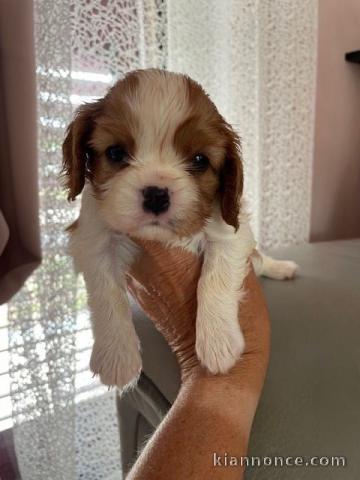 Adorable chiot cavalier king charle disponible 