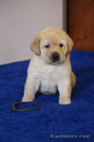 Je donne chiot labrador retriever 