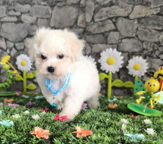 Dons chiot bichon frisé femelle 