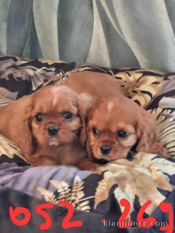 Adoption chiot cavalier king charle 