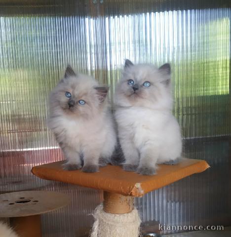 adorable chaton sibérien à adopter 