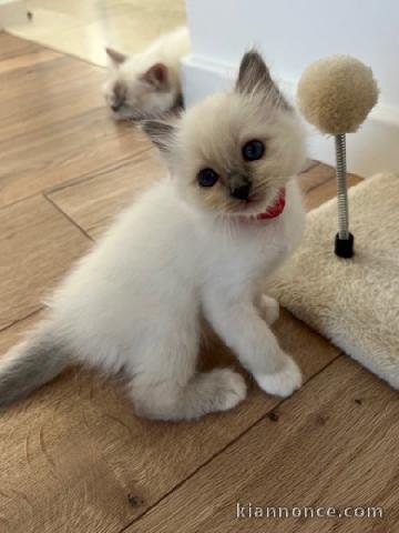 Adoption chatons sacré brimanie 