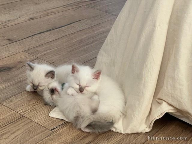 Dons chatons sacré de Birmanie 