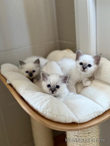 Adoption chatons sacré de brimanie 