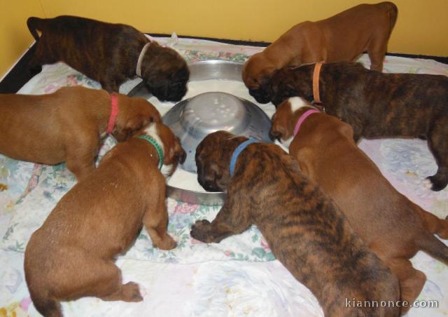 Magnifique chiot boxer a donner 