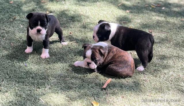 Adoption chiot Boston terrier 