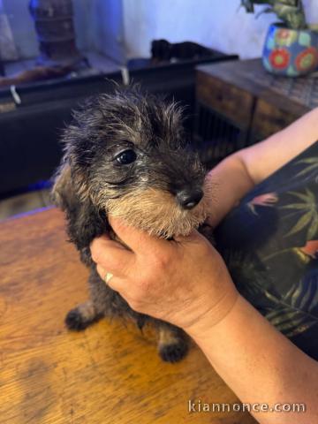 Chiots teckel a poil dur à adopter 