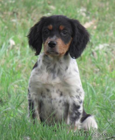 Magnifique chiot épagneul breton disponible 