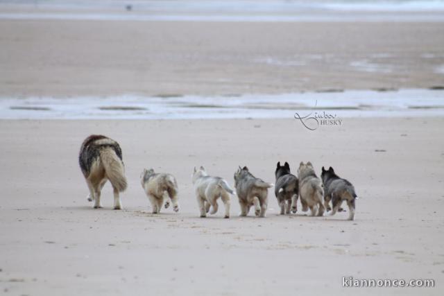 Adoption chiot husky sibérien 