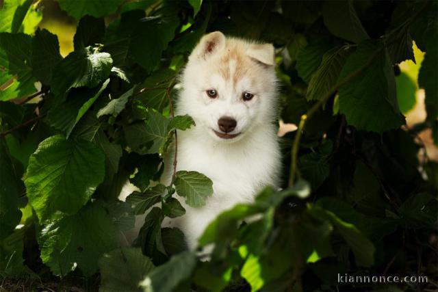 Bébé chiot husky sibérien mâle 