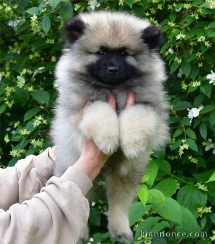 Magnifique chiot spitz allemand race pure 