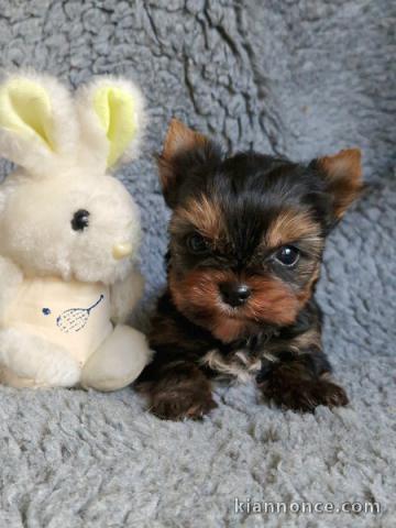 chiot Yorkshire terrier femelle a donner 