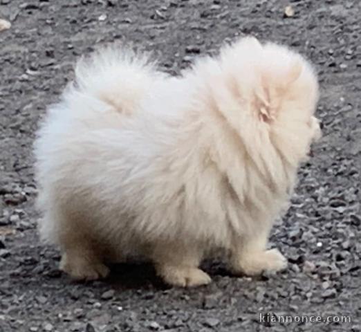 Chiot spitz allemand race pure 