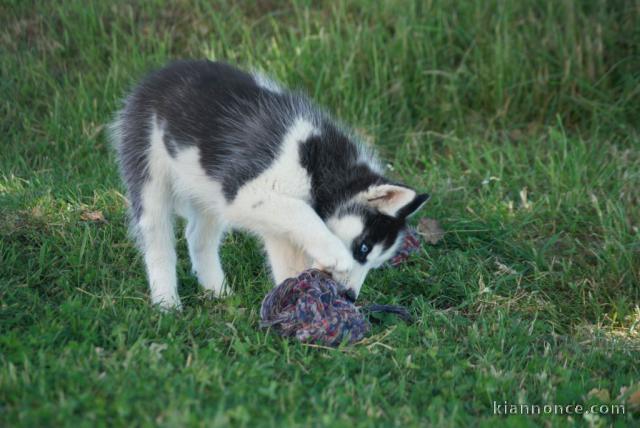 Dons chiot husky sibérien 