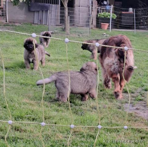 Chiot Leonberger à adopter 