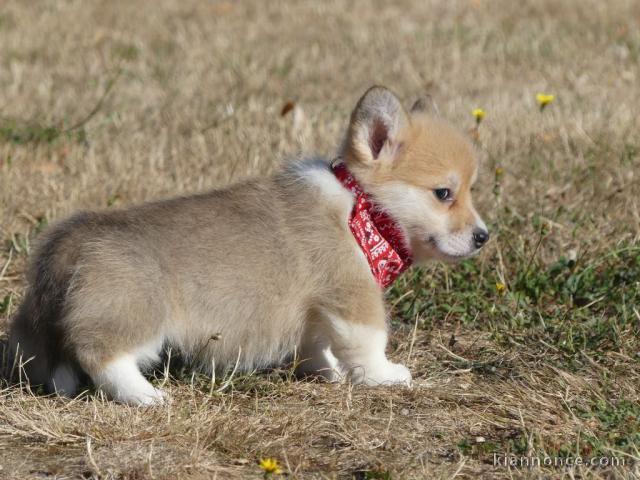 Chiots Welsh Corgi Pembroke femelle magnifique 