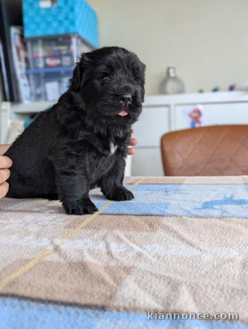 magnifique chiot Terre neuve a adopter 
