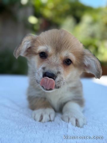 Chiots Welsh Corgi Pembroke femelle adorable 
