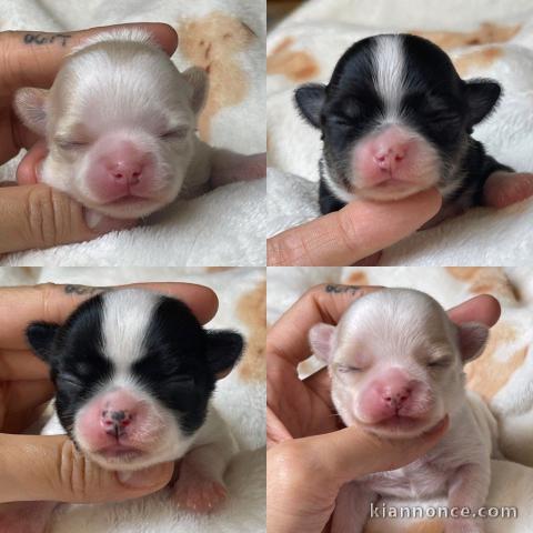 chiots chihuahua à adopter mâle et femelle 