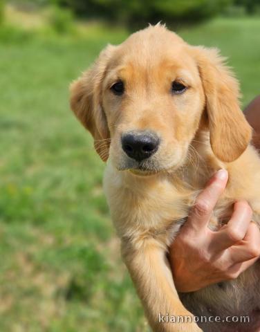 chiots golden retriever mâle a donner 