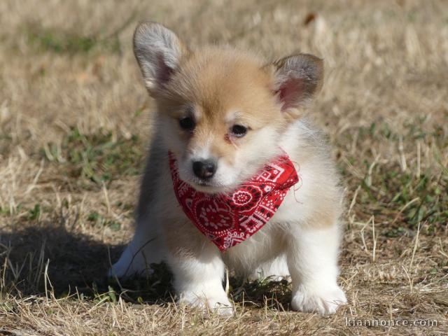 Chiots Welsh Corgi Pembroke femelle 