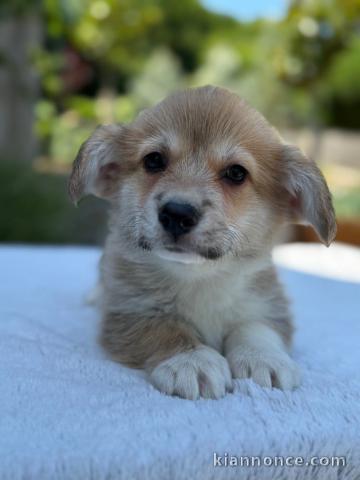 Chiots Welsh Corgi Pembroke femelle disponible 