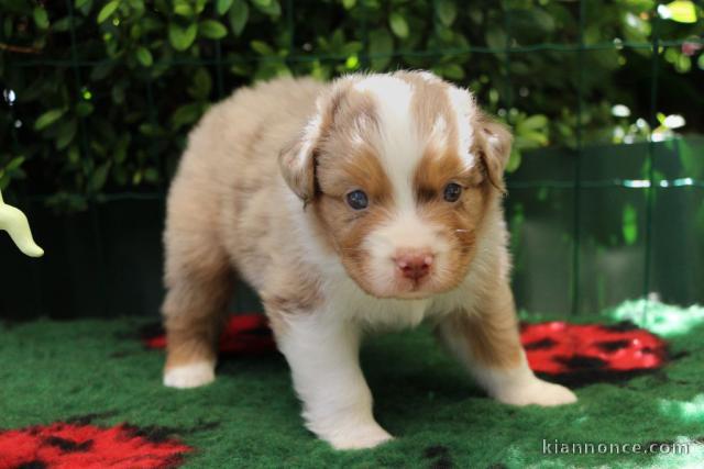 magnifique chiot berger australien mâle 