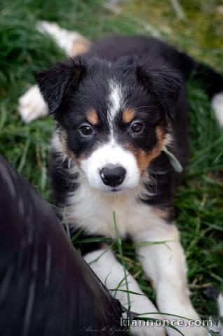 adorable chiot border collier mâle 