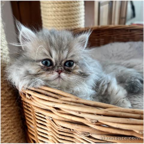 magnifique chatons persan à donner 