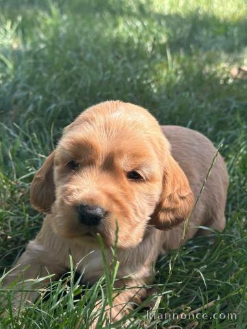 adorable chiot cocker a donner 
