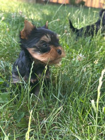 Don chiot York toy mâle 