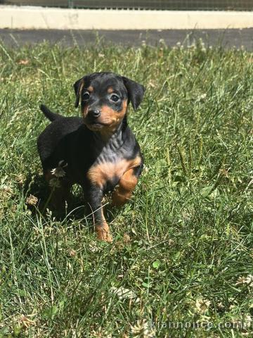 chiot pinscher nain à adopter 