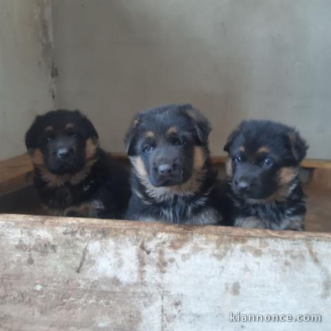 chiot berger allemand lof à donner 