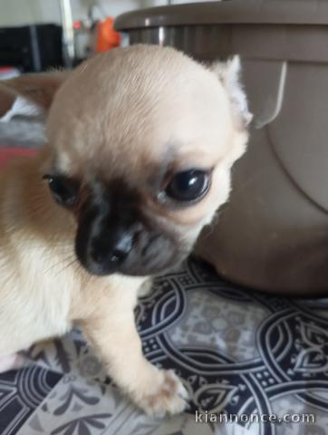 je donne chiot chihuahua femelle 