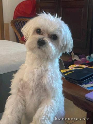 adopter chiot bichon maltais mâle 