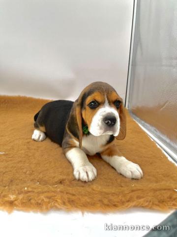 bébé chiot beagle disponible 
