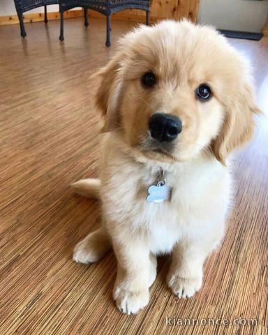Chiot golden retriever trois mois 