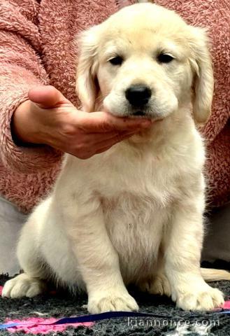 Chiot golden retriever 