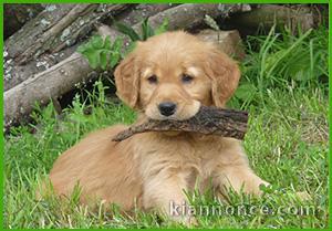 Chiot golden retriever 
