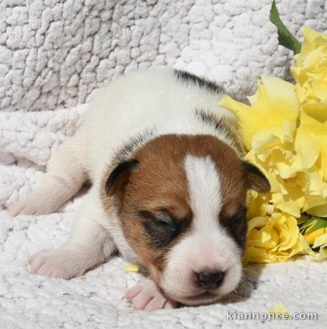 magnifique chiot jack Russel terrier femelle 