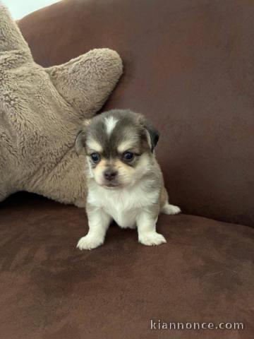 chiot chihuahua femelle a donner 