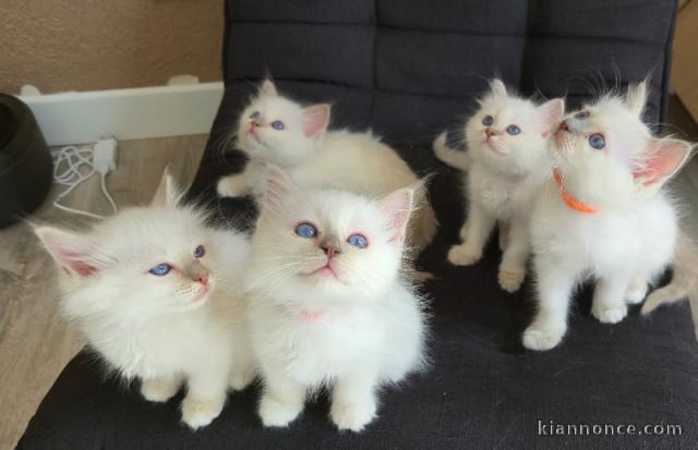 magnifique chatons sacré de brimanie a adopter 