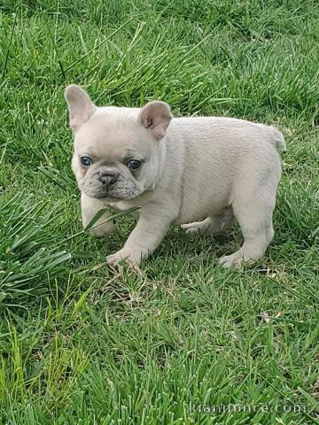 je donne chiot bouledogue français mâle 