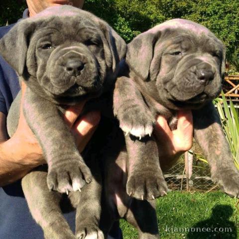 annonce des chiots cane Corso disponible 