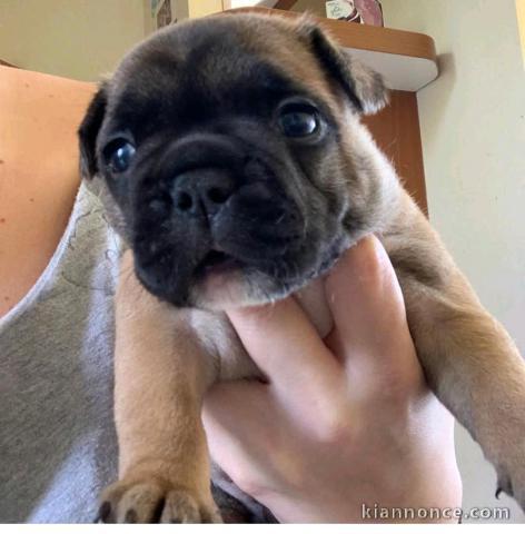Dons chiot type bouledogue français 
