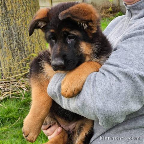 Chiot berger allemand 